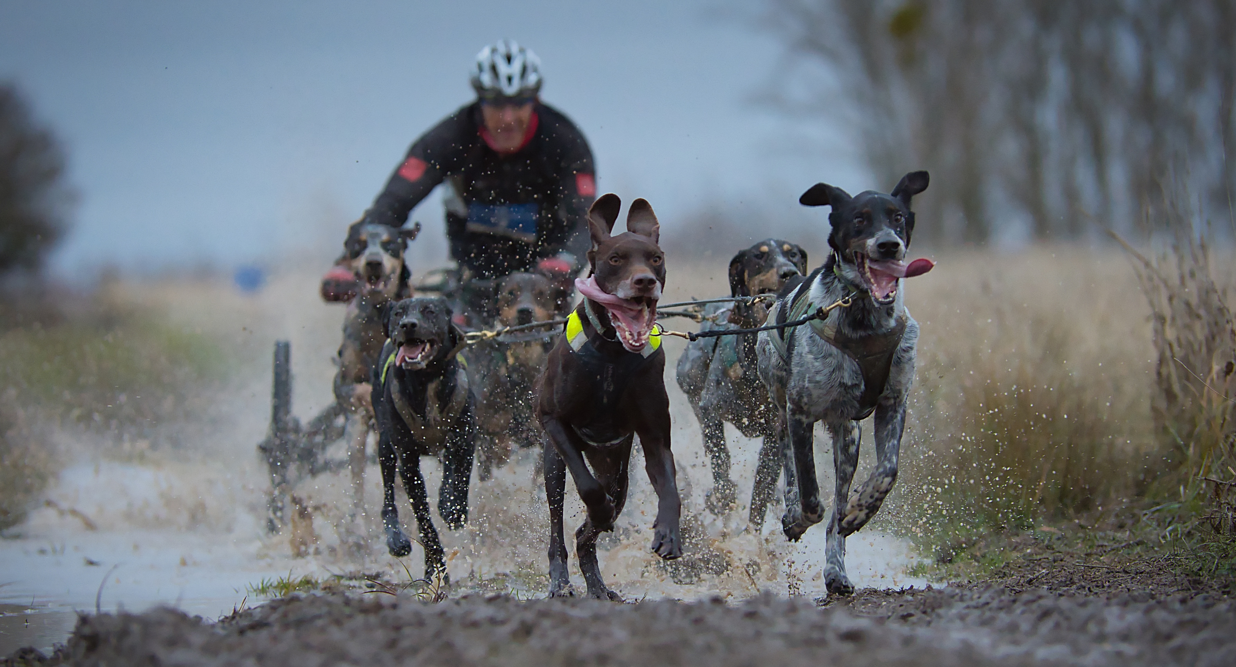 Javier Alemanno, subcampeón en la categoría DR6 del Campeonato de España Mushing Tierra Sprint